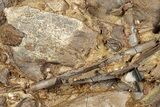 Fossil Dinosaur Bones and Tendons in Sandstone - Wyoming #301796-1